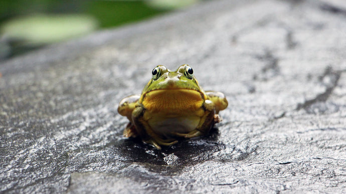 Leadership lessons from the African Bullfrog